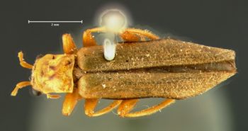 Media type: image;   Entomology 8157 Aspect: habitus dorsal view